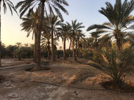 مزرعة للإيجار فى الحمرانية - رأس الخيمة - رأس الخيمة