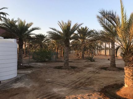 مزرعة للإيجار فى الحمرانية - رأس الخيمة - رأس الخيمة