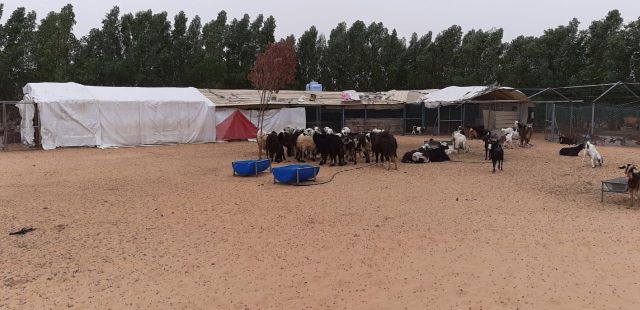 مزرعة للإيجار فى عجمان - عجمان