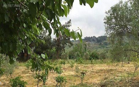 مزرعة للبيع فى مودانيا - بورصا