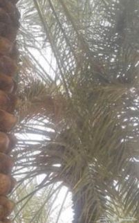 مزرعة للإيجار فى دبي - دبيّ