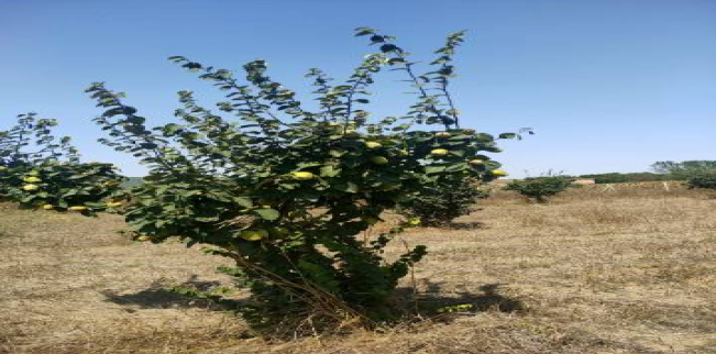 أرض للبيع فى مالكارا - تكير داغ