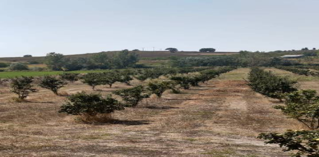 أرض للبيع فى مالكارا - تكير داغ