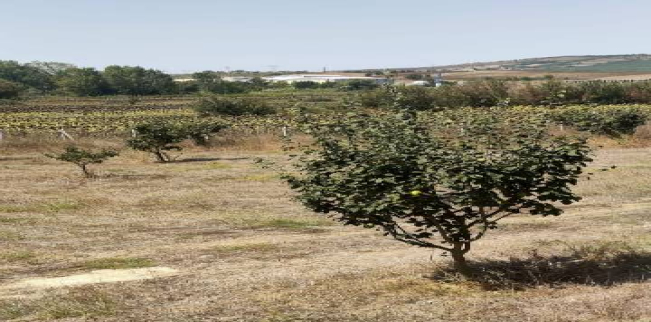 أرض للبيع فى مالكارا - تكير داغ